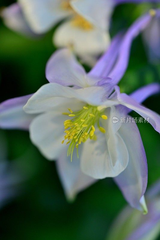 水仙花/耧斗菜花